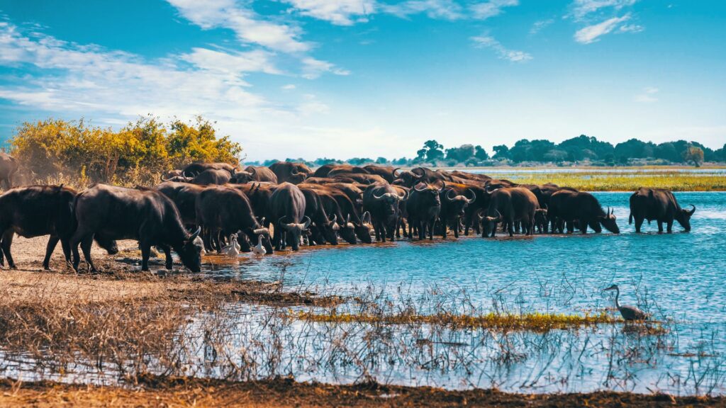 Lake Manyara banner