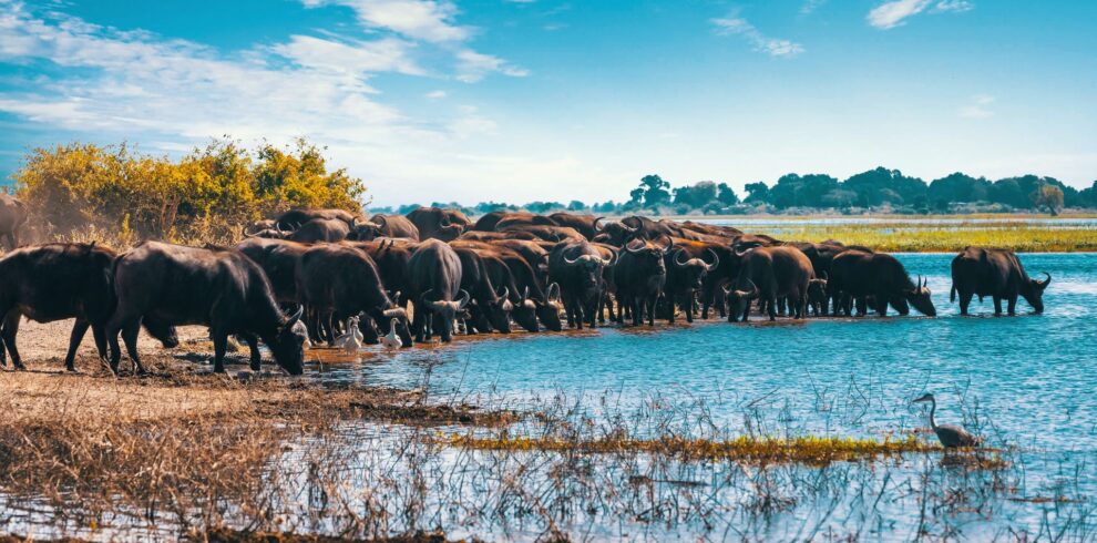 Lake Manyara banner