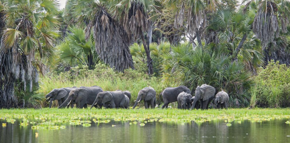 Nyerere-National-Park–scaled