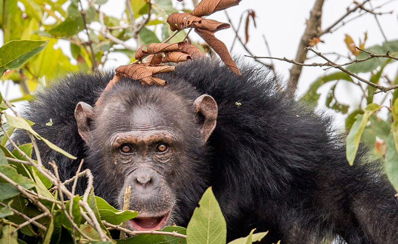 rubondo-island-national-park-1