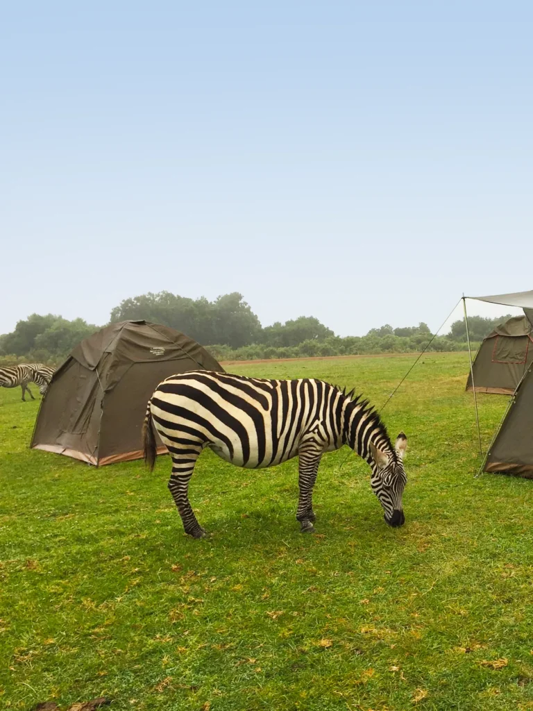 5-days-tented-camp-northern-circuit-safari-3