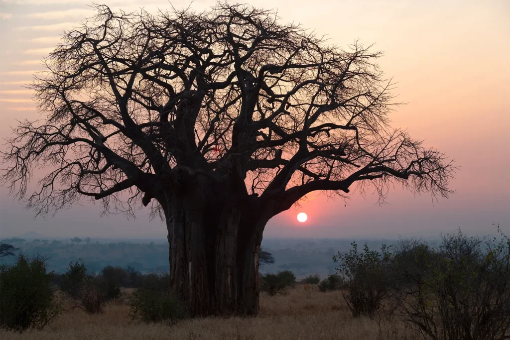 66a921597724c488f2e7b93d_66a920c77724c488f2e7285e_Blog5