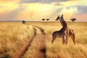 7-day-african-safari-tours-in-tanzania