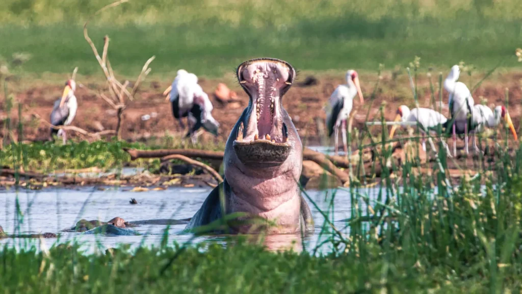 A-Hippo-in-Lake-Manyara-Arusha-Tanzania.jpg