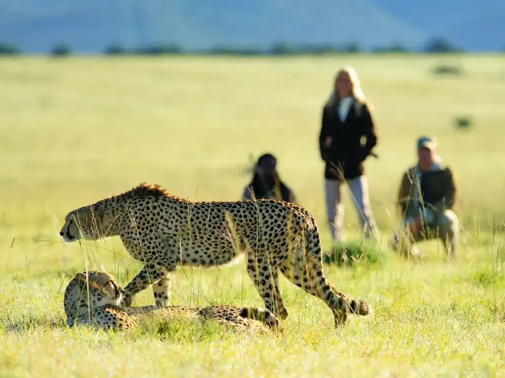 Tanzania-Walking-Safaris-Leopards-accross-infront-of-strangers-in-walking-Safaris