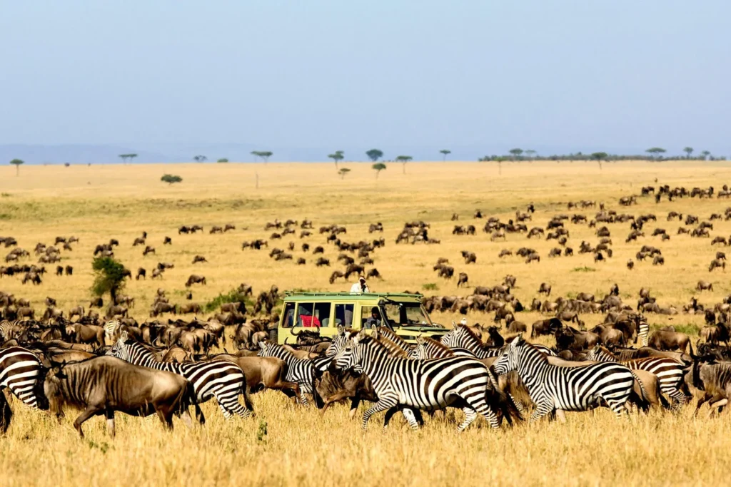 migration-serengeti-tanzania-otto-safari-guide