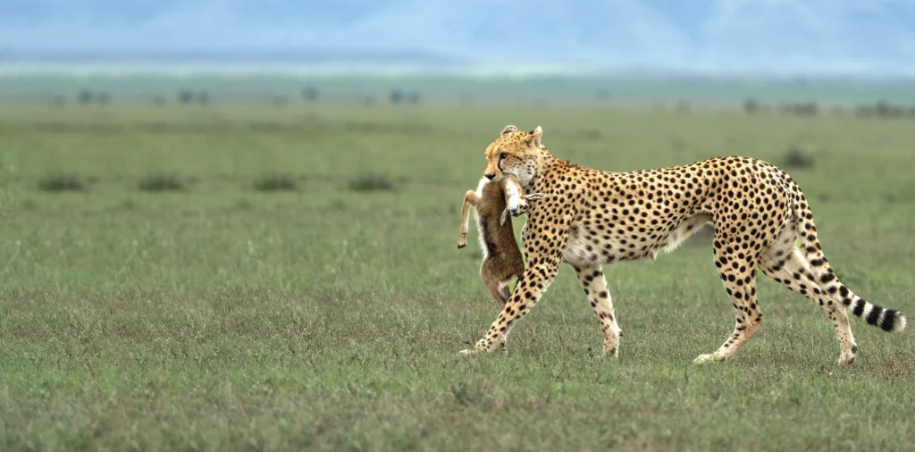 serengeti-safari-packages-banner