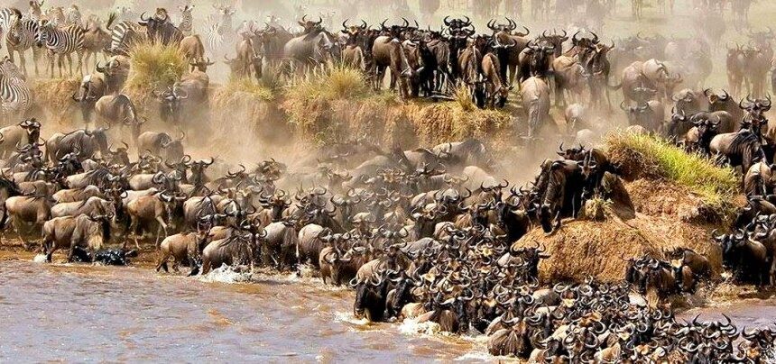 Best Time for Great Migration in Serengeti