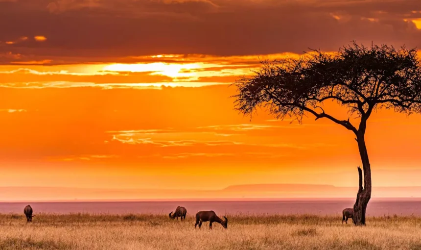 Best Time to Visit Tanzania
